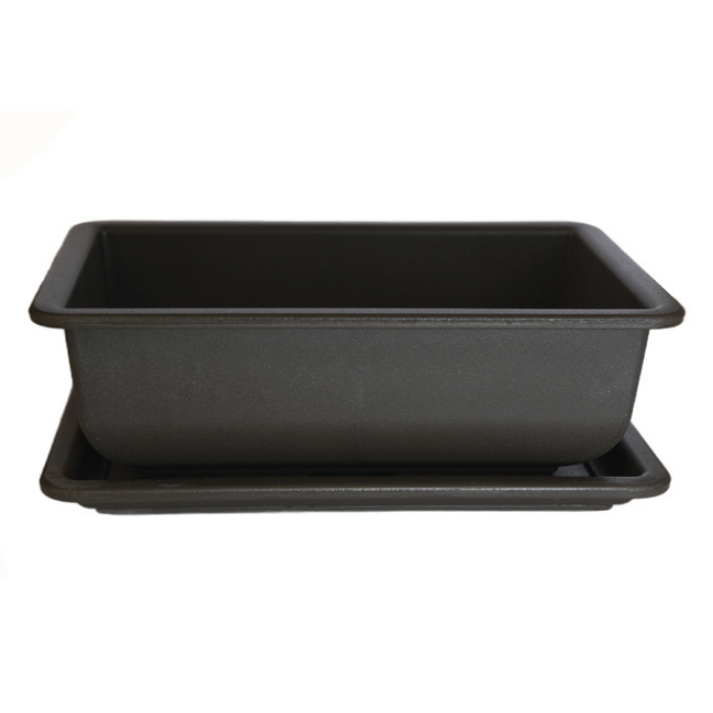 Bonsai hranatá s podmiskou